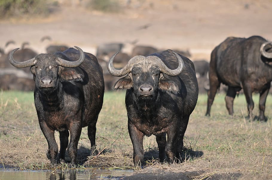 herd of water buffalo on field, animal, wildlife, safari, mammal