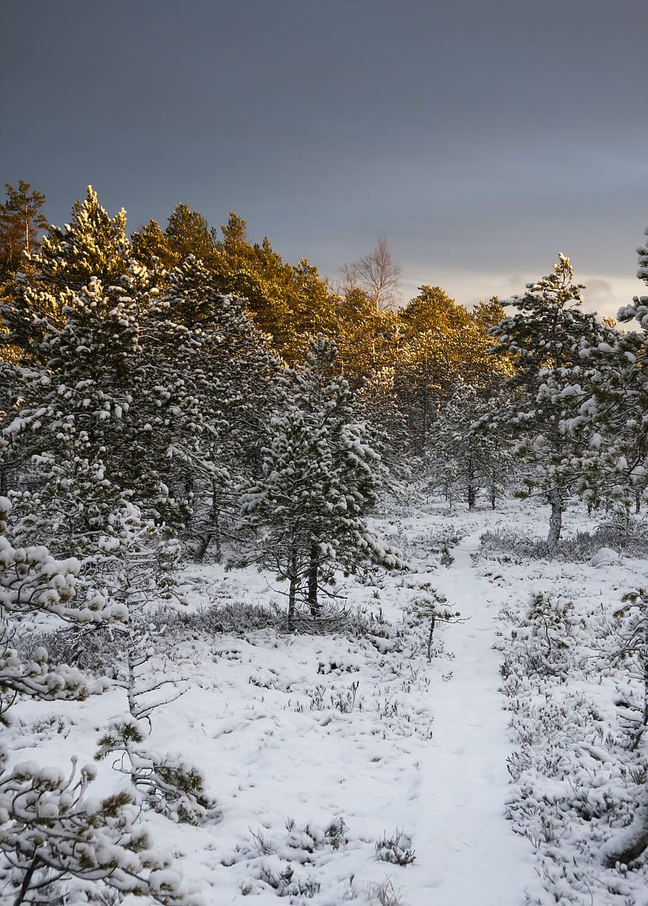 swamp, winter, evening, snow, the path, duckboards, twigs, wood HD wallpaper