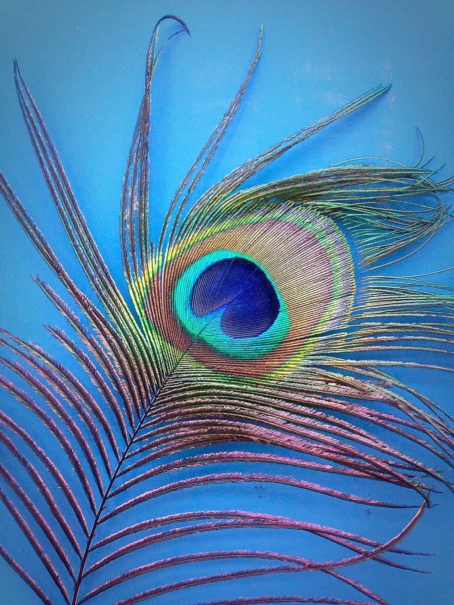 macro shot of green, red, and teal feather, peacock, blue, bright, HD wallpaper