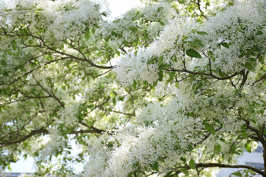 Plant, Leaf, Flower, tree, nature, branch, springtime, blossom HD wallpaper