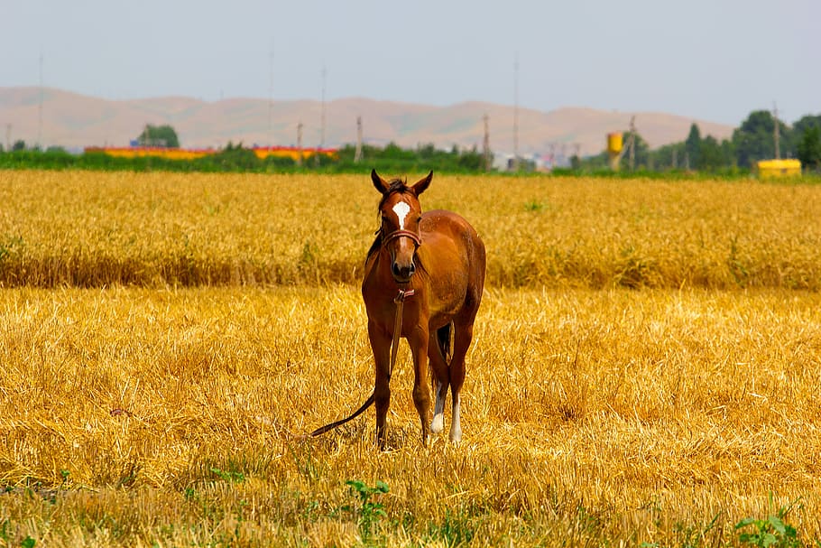 Horse, Fields, Brown, Nature, Animal, mare, foal, nag, gelding, HD wallpaper
