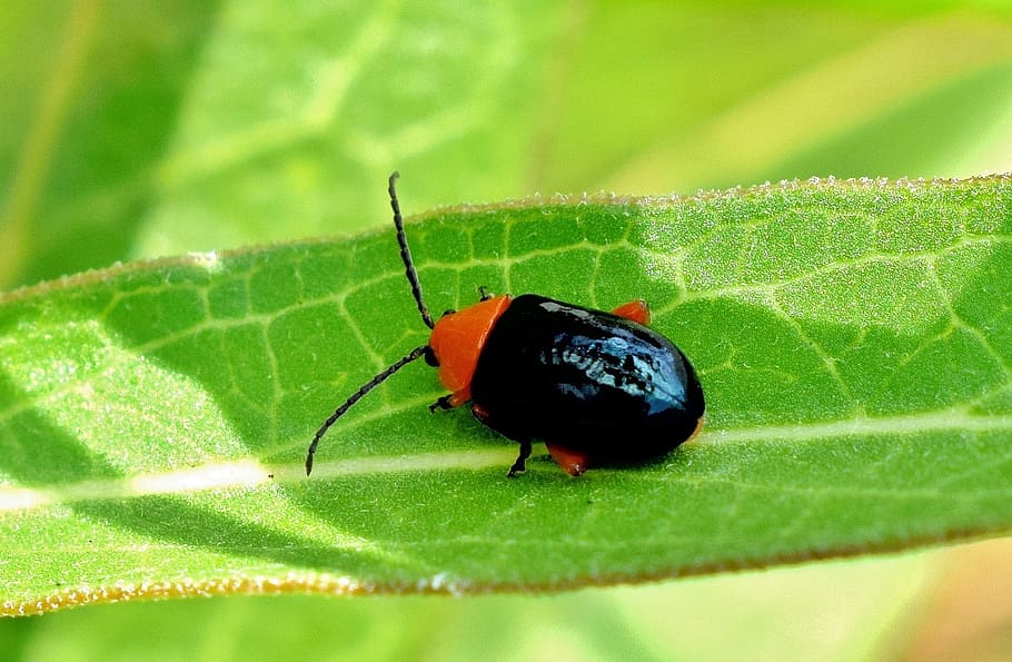 shiny flea beetle, bug, insect, creature, flying insect, winged insect HD wallpaper