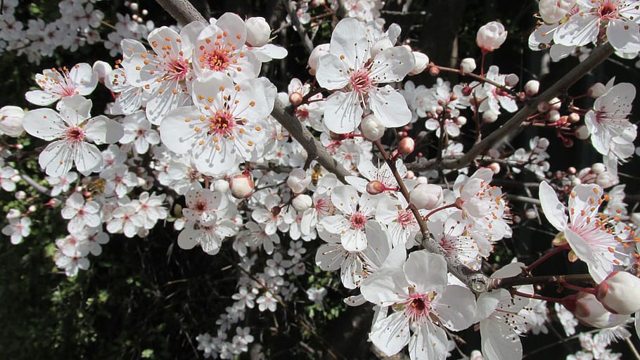 White, Spring, Blossom, flower, fragility, tree, white color HD wallpaper