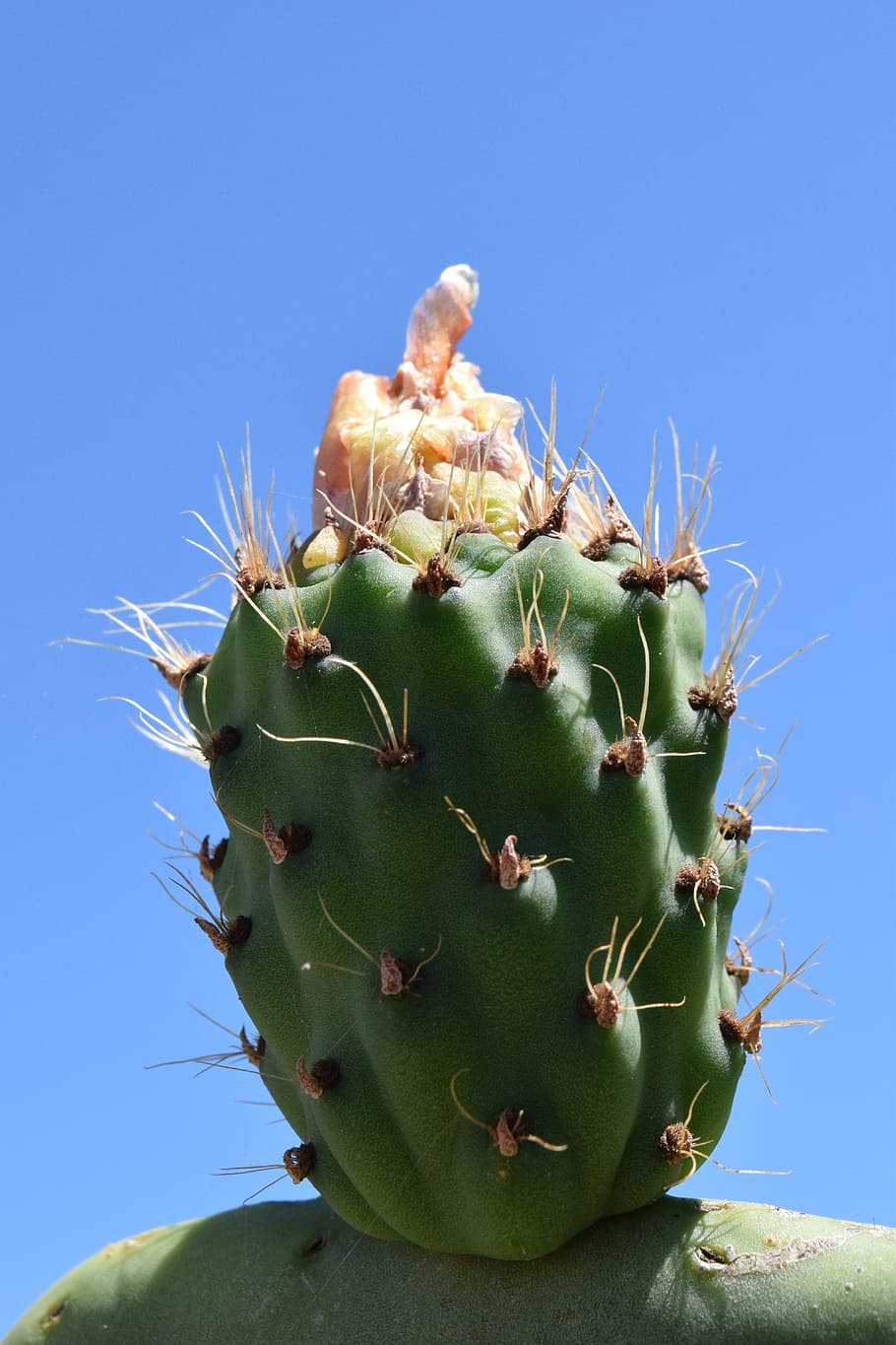 cactus, prickly pear, cactus greenhouse, plant, cactaceae, spur, HD wallpaper