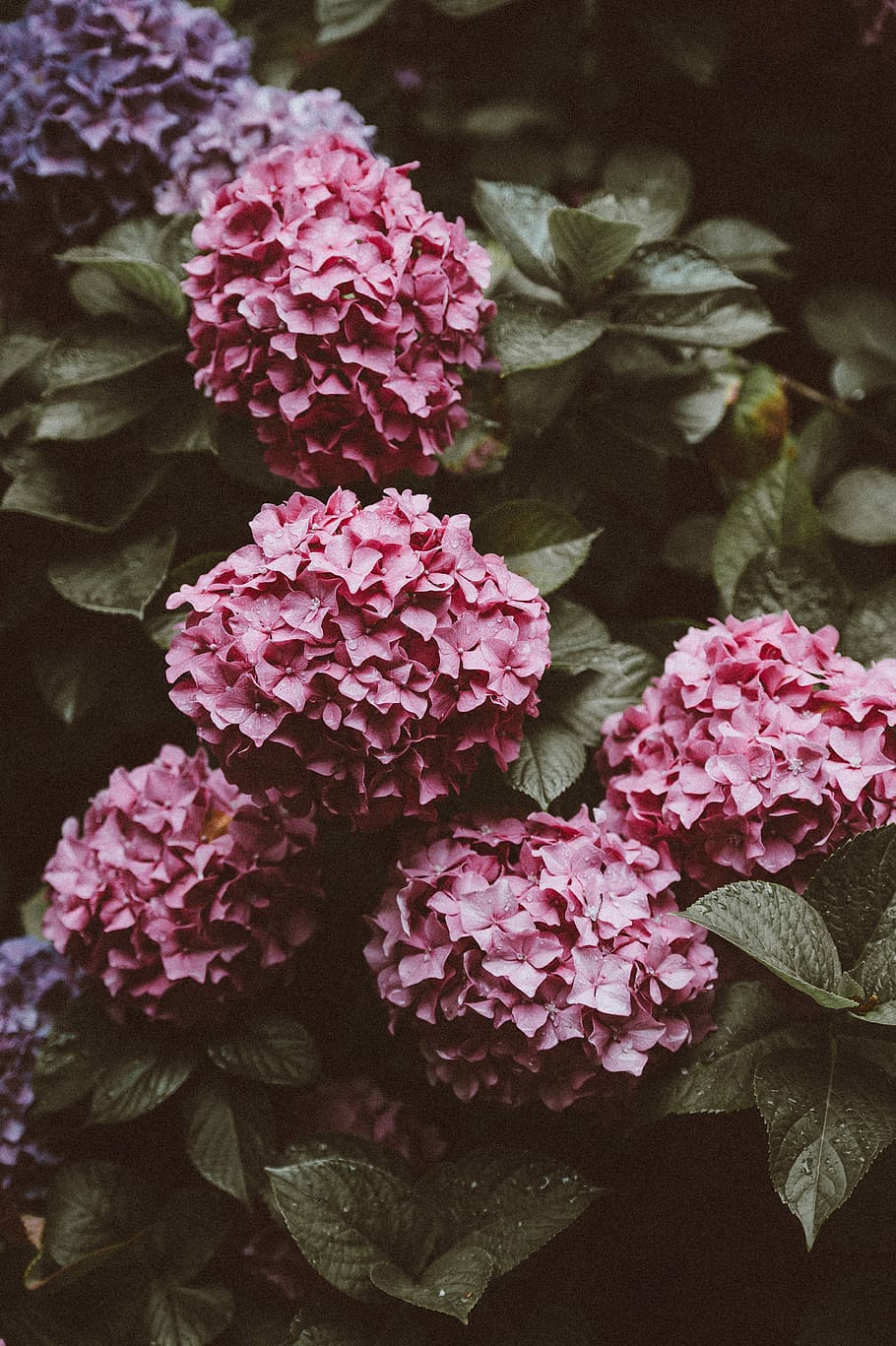 pink petaled flowers in bloom, hydrangea, blossom, bush, flowering plant HD wallpaper