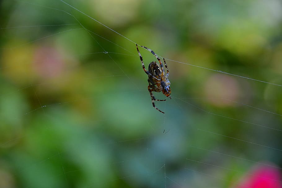 spider, canvas, insect, wire, nature, fauna, bug, animals, macro HD wallpaper