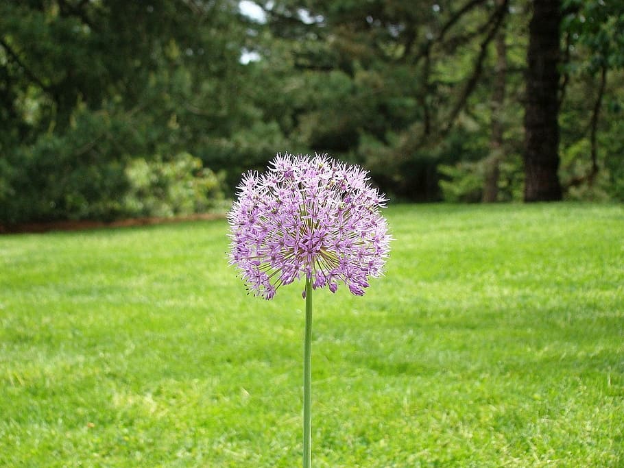 flower, grass, tree, forest, wood, lawn, flora, country, garden HD wallpaper