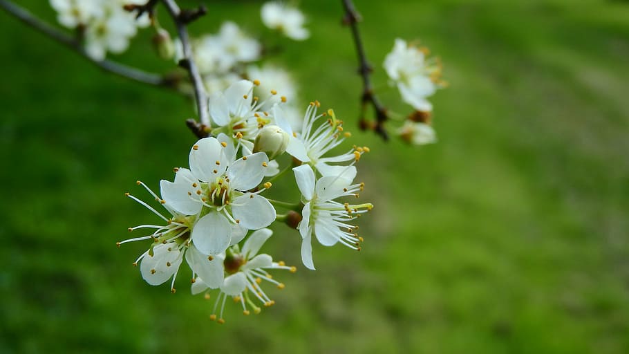 Blackthorn shrub 1080P, 2K, 4K, 5K HD wallpapers free download