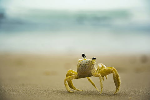 siri, beach, mar, animal themes, one animal, animal wildlife HD wallpaper