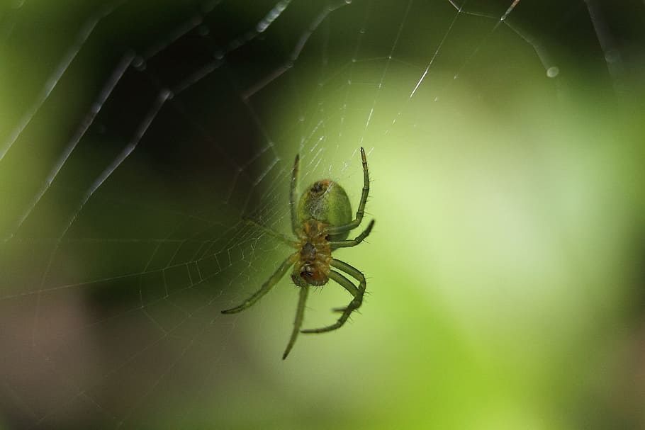 spider, arachnid, green, cobweb, insect, animal, nature, animal themes HD wallpaper