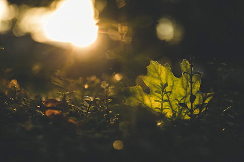 green leaf, leaves, sun, sunset, shadows, sillouette, lights HD wallpaper
