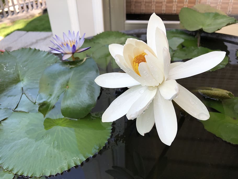 lotus, white, pots, flower, flowering plant, water, petal, beauty in nature HD wallpaper