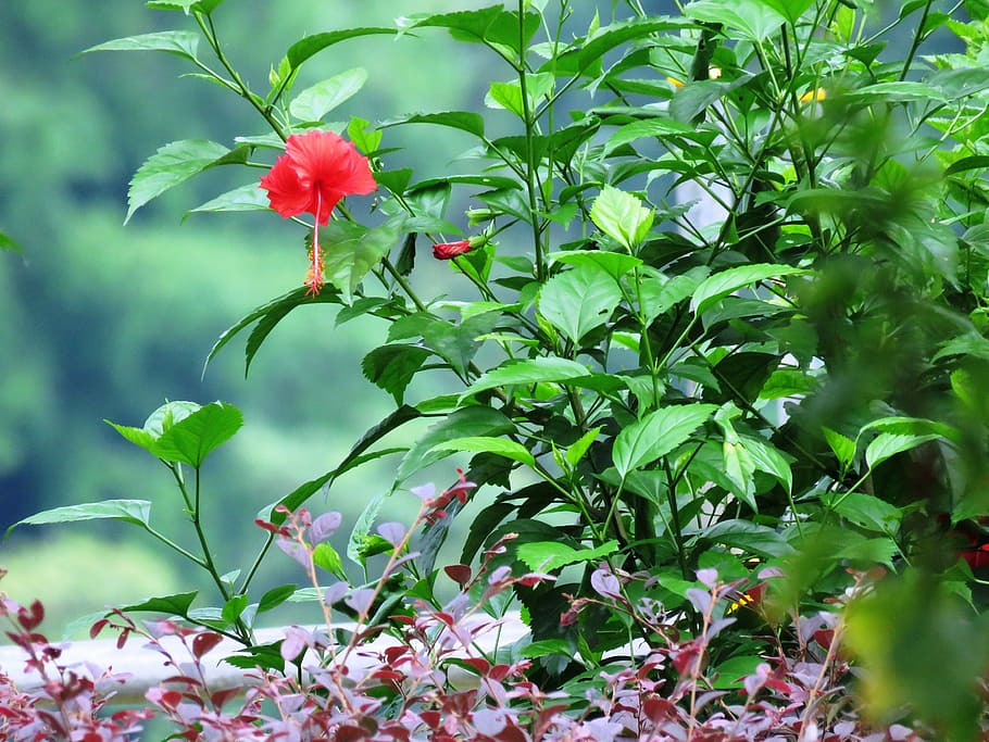 hibiscus rosa-sinensis, herbal, flower, plant, leaf, garden, HD wallpaper