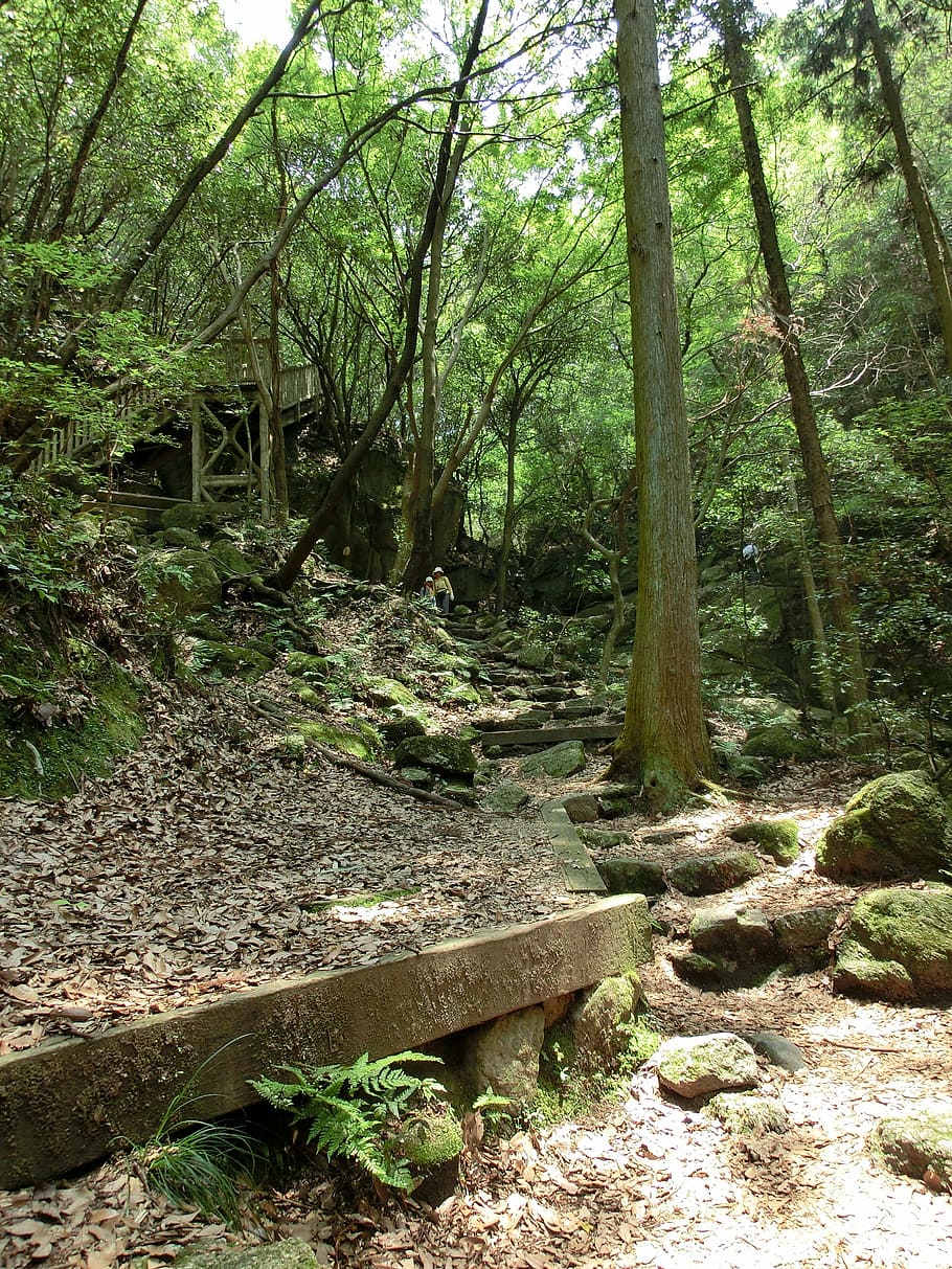 stairway, path, forest, nature, woods, trees, trail, pathway HD wallpaper