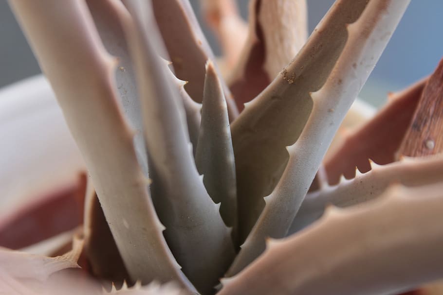 Little cactus, aloe vera plant, macro, closeup, thorn, human body part, HD wallpaper