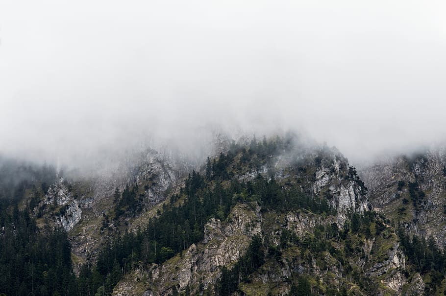 highland, mountain, trees, plants, nature, landscape, fogs HD wallpaper