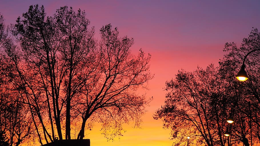 nature, trees, sky, sunset, color, plant, beauty in nature HD wallpaper