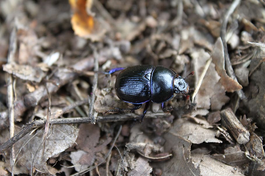 Stag Beetle, Forest, Nature, insect, animal, black, leaves HD wallpaper