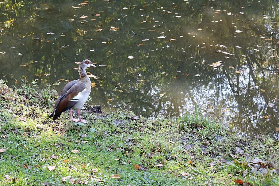 nilgans, alopochen egypt, duck bird, bremen, city park, citizens park, HD wallpaper