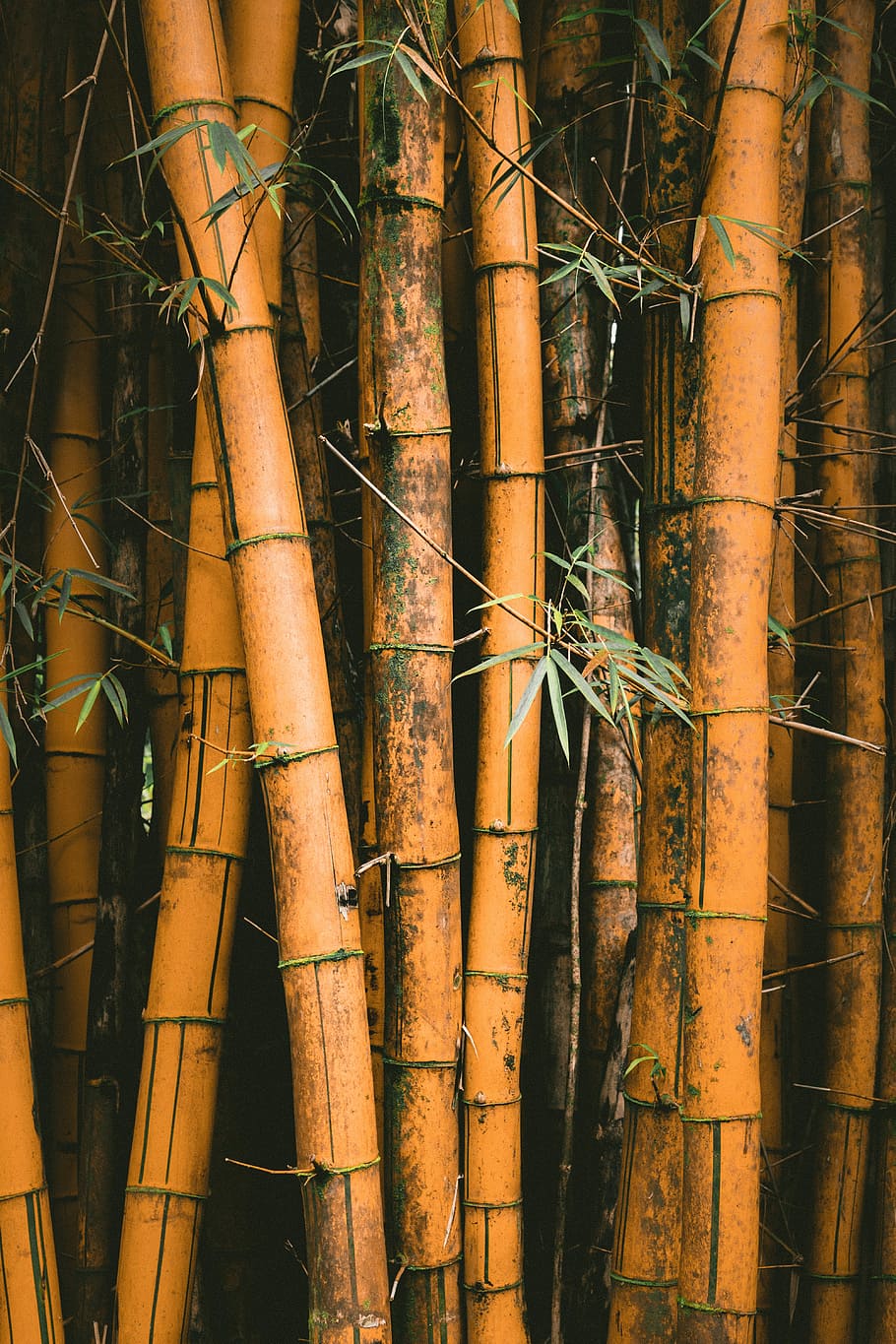 closeup photo of bamboos, green leaf bamboo plant, tree, forest, HD wallpaper
