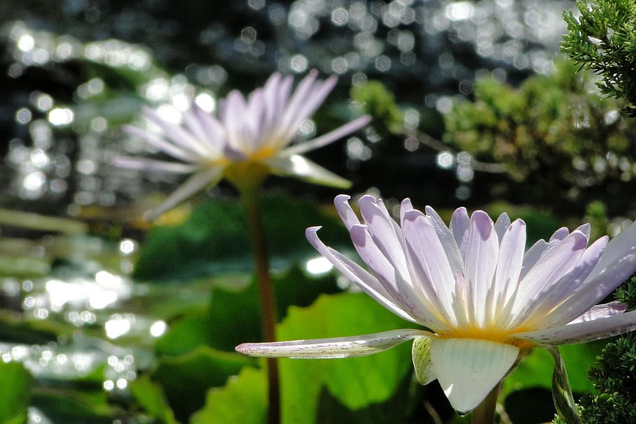nymphaea alba, flower, 綻, summer, colorful sun, flowering plant HD wallpaper