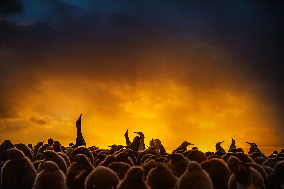 silhouette photography of group of, group of penguins during golden hour HD wallpaper