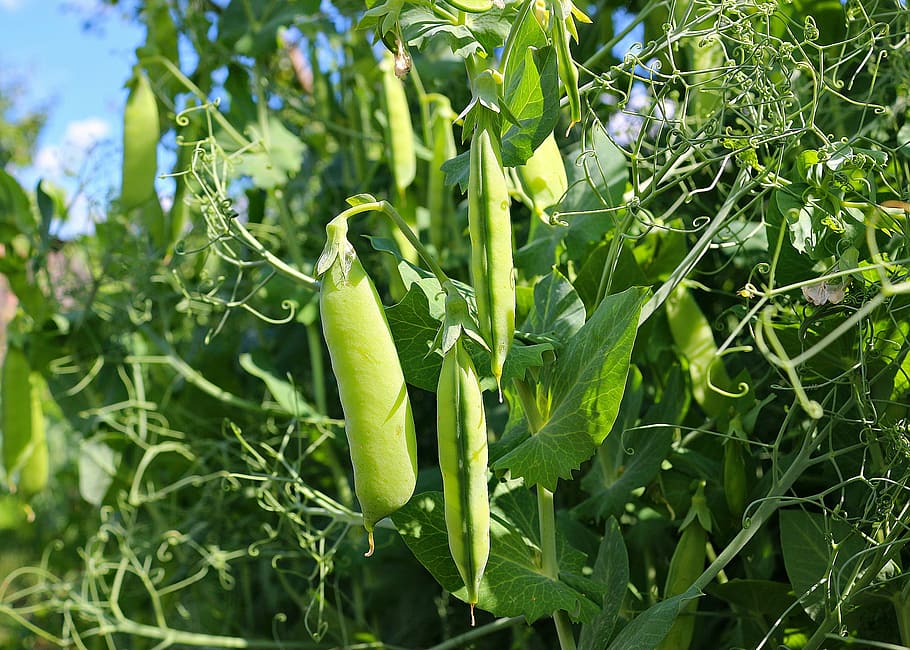 pea, pod, green, vegetables, plant, food, agriculture, nature