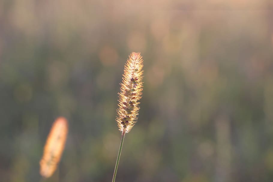 Grass, Plant, Evening, Sunset, Outdoor, countryside, rural HD wallpaper