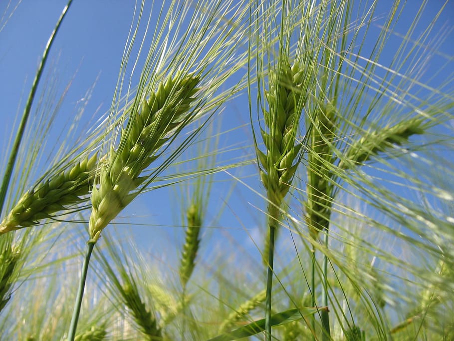 cereals, field, wheat, bread, trim, growth, plant, nature, agriculture HD wallpaper