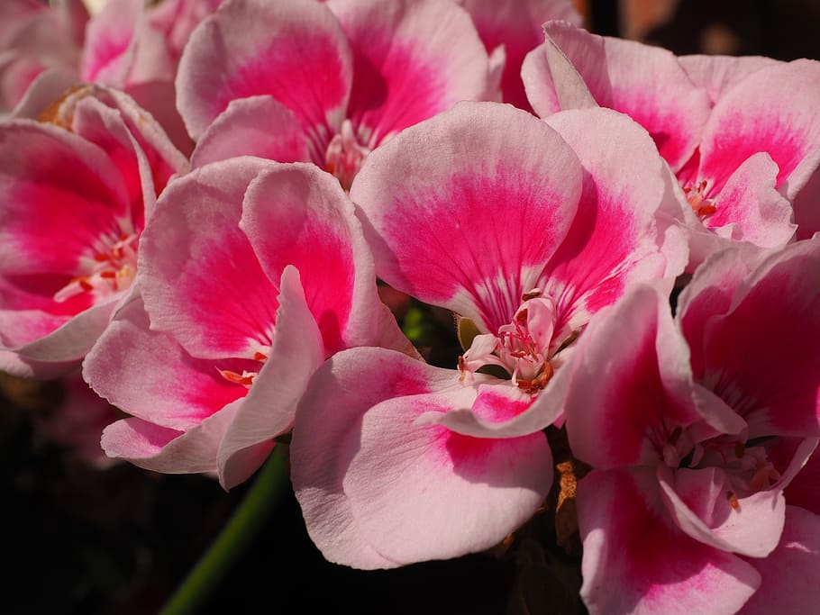 Geranium, Blossom, Bloom, Flower, Pink, pelargonium cucullatum HD wallpaper