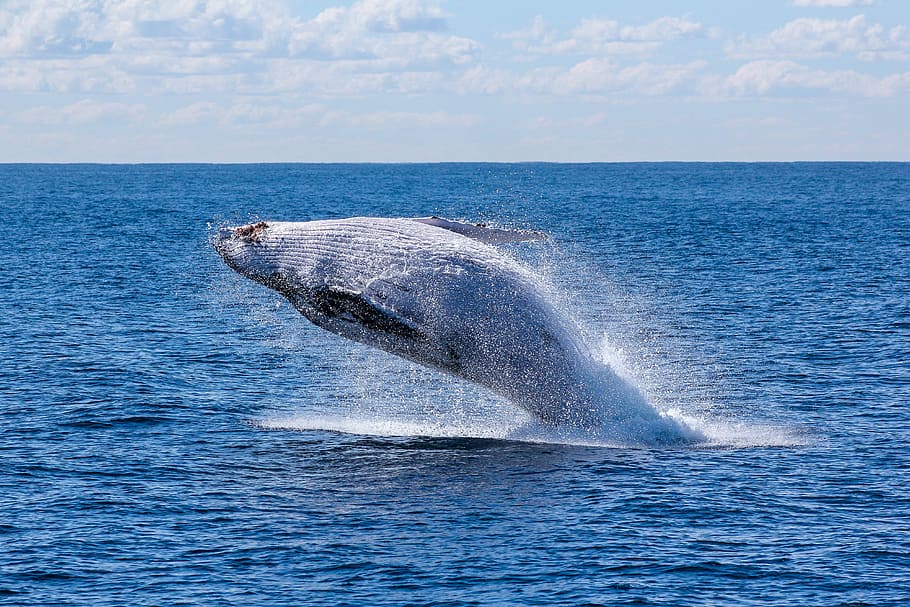 gray whale jumping on sea at daytime, humpback whale, blue, ocean