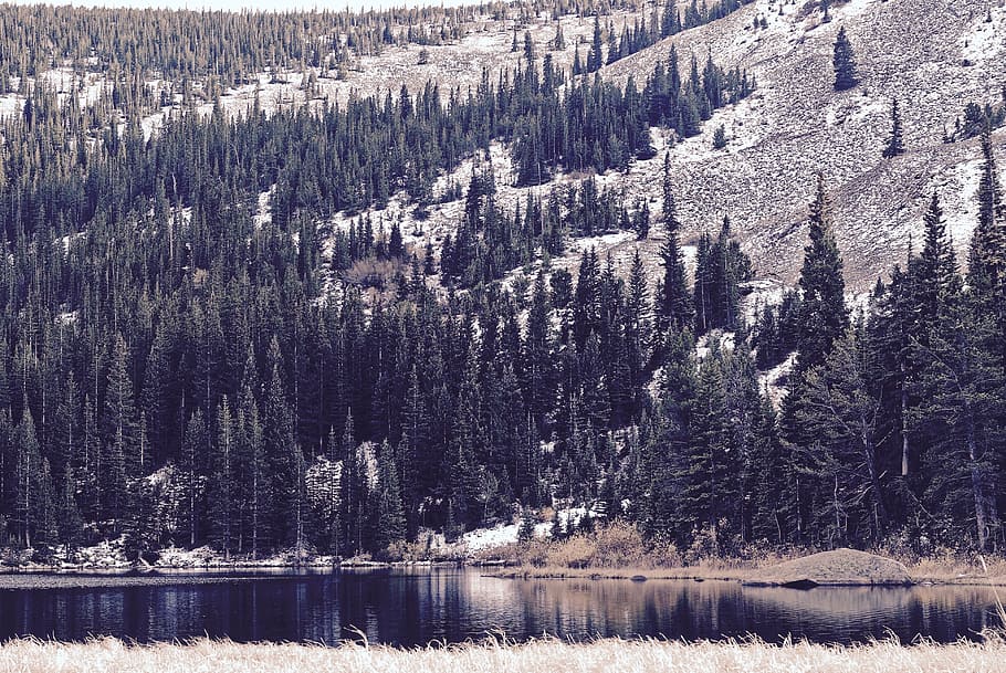 pine trees near body of water, forest photo during daytime, landscape HD wallpaper