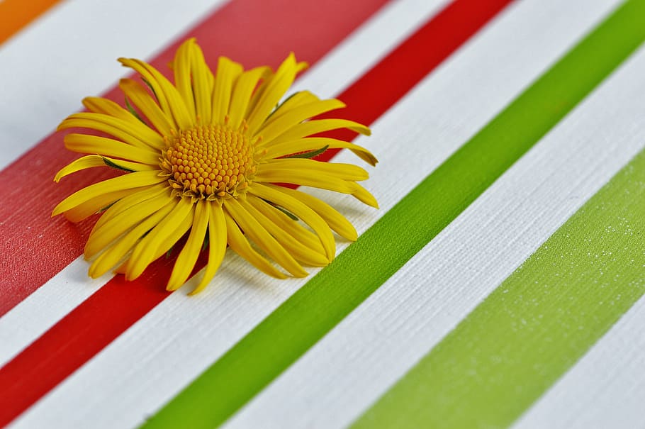 flower, spring, yellow, pointed flower, close, beautiful, daisy HD wallpaper