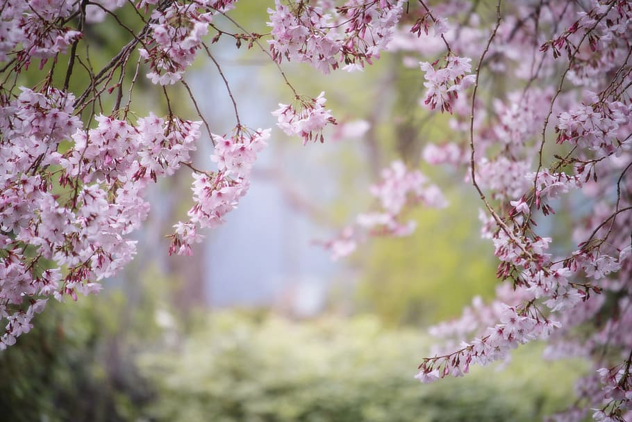 selective focus photography of pink petaled flowers, spring HD wallpaper