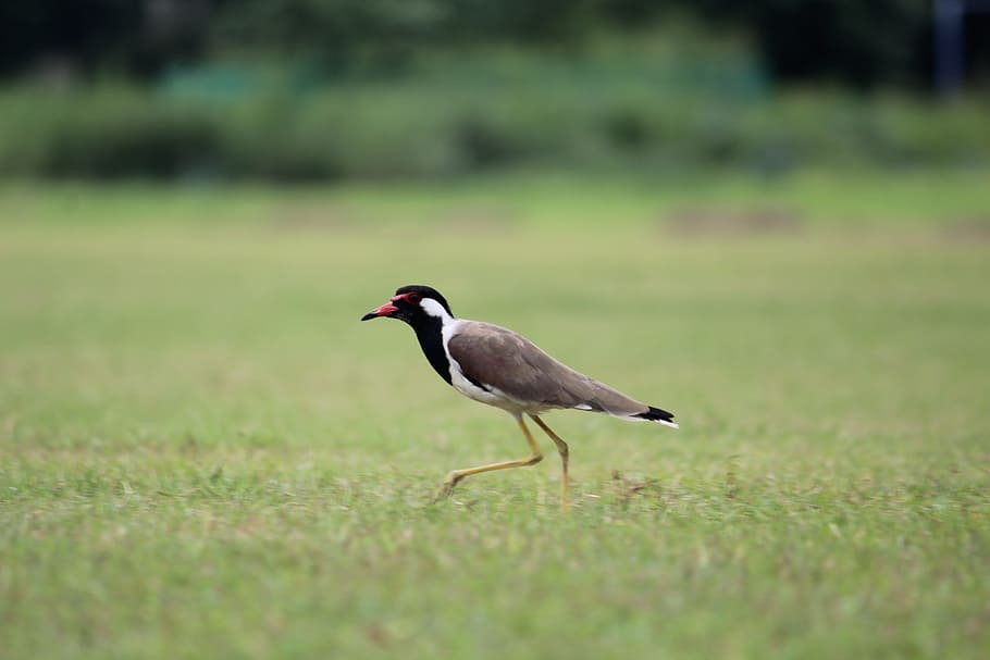 bird, grass, walking, aves, usct, ggsipu, red-wattled lapwing, HD wallpaper