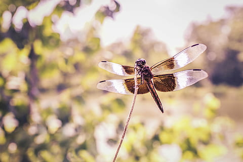 closeup photography of brown Dragonfly, nature, lazy, bug, insect HD wallpaper