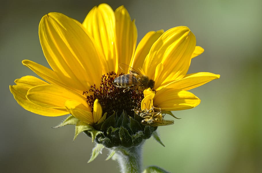 sun flower, bee, insect, autumn, flowering plant, yellow, freshness HD wallpaper