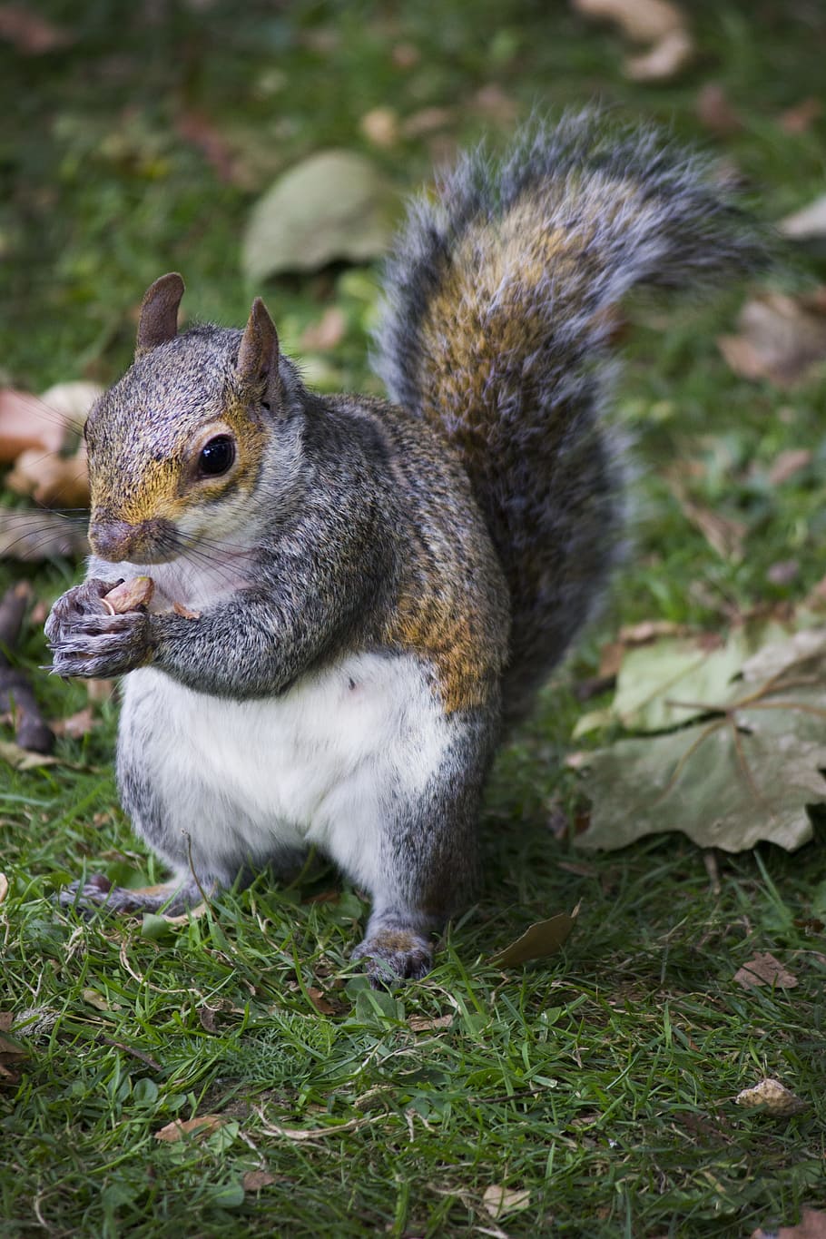 Squirrel, Peanut, Autumn, park, one animal, animal themes, animals in the wild HD wallpaper