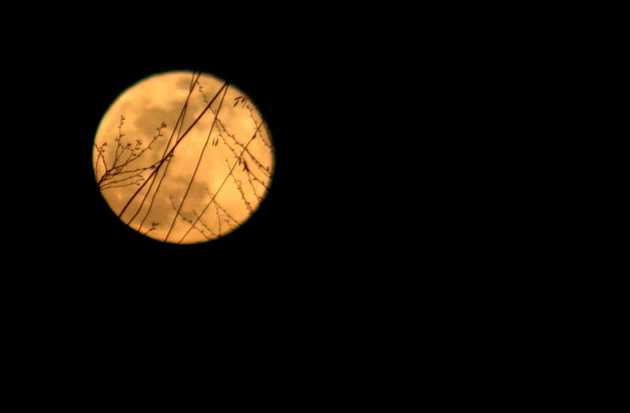 Full Moon, Yellow, Branches, Shadows, night, astronomy, moon surface HD wallpaper