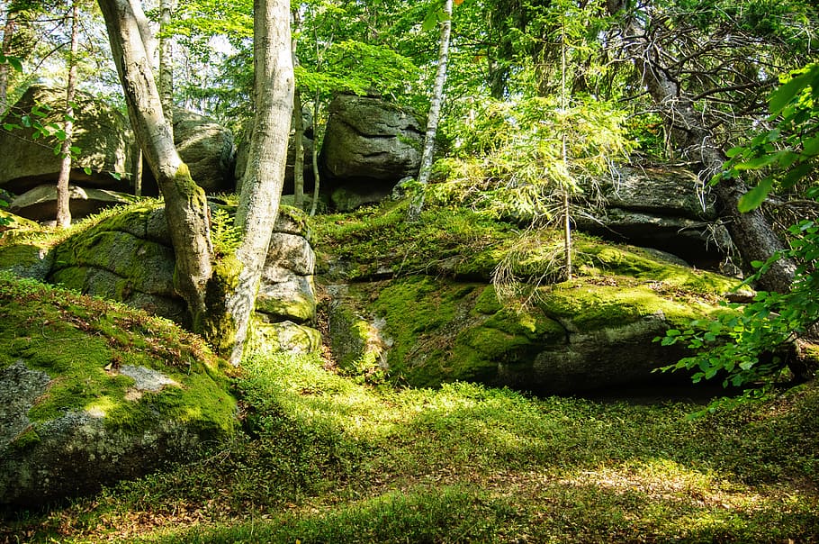 forest, wallpaper, nature, tree, foliage, tourism, scenery HD wallpaper