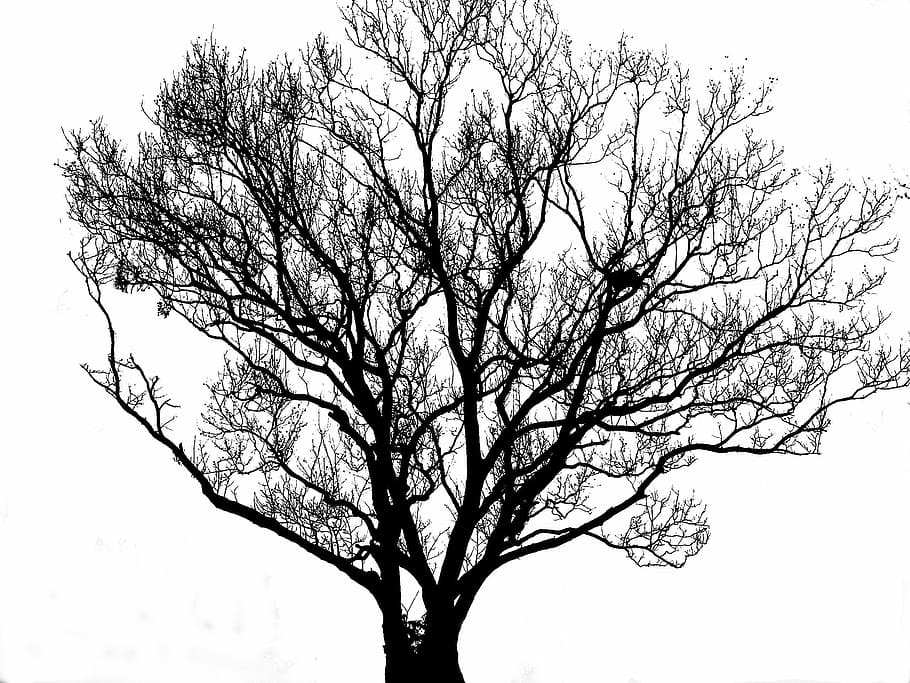 brown tree illustration, silhouette, black, white, backlight HD wallpaper
