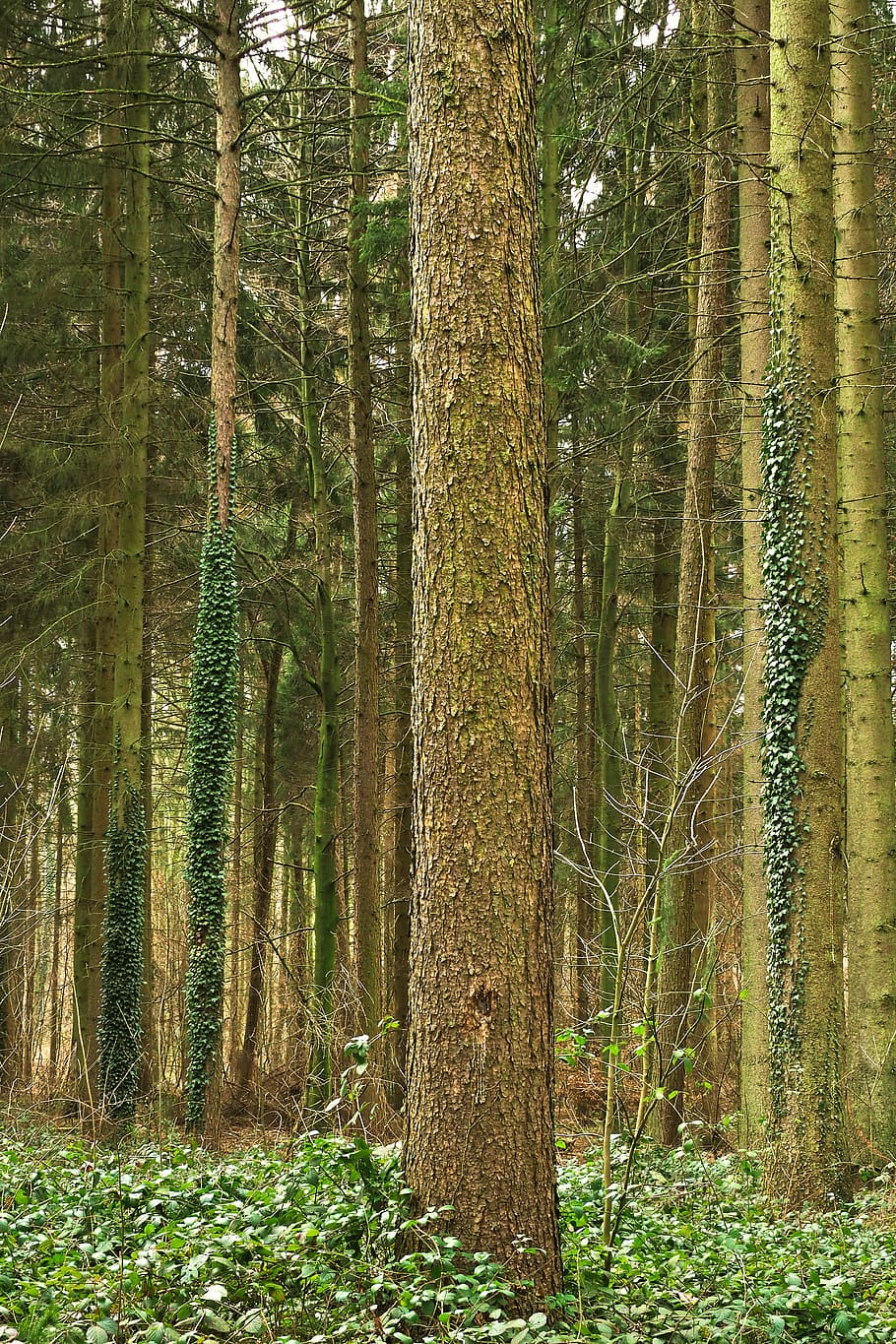 forest, trees, nature, landscape, green, outdoor, hiking, leaves HD wallpaper