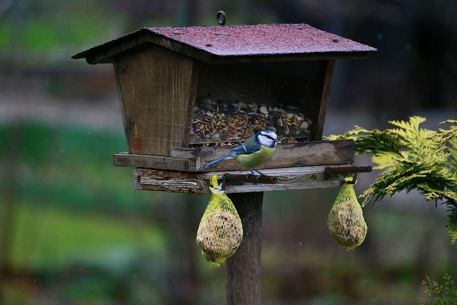 blue tit, bird, garden, natureworld, small bird, claws out, HD wallpaper