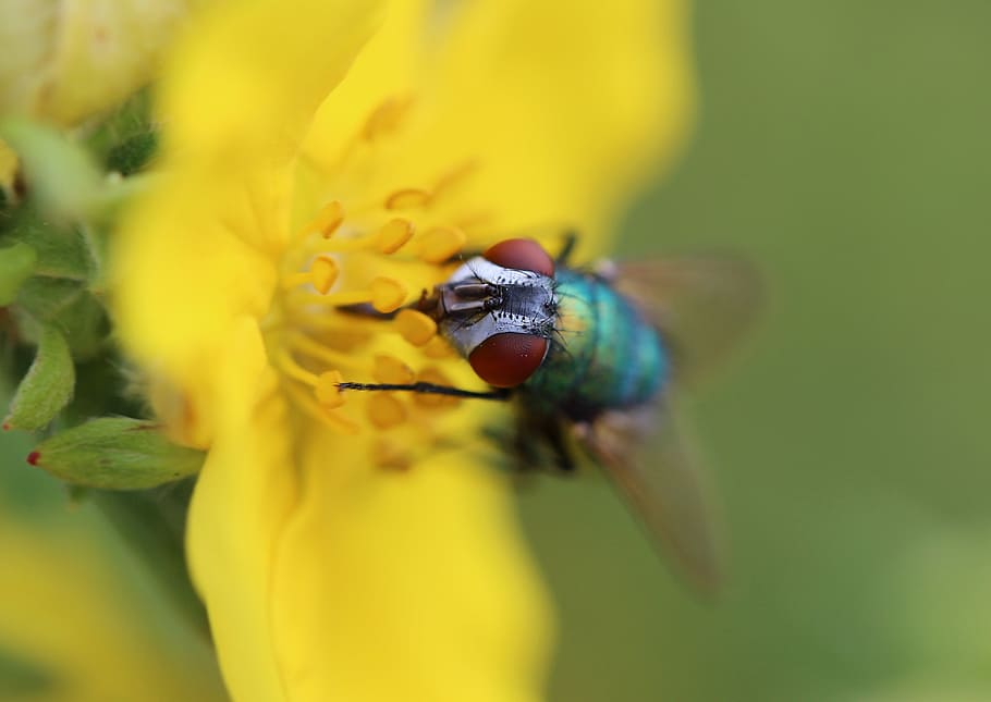 fly, insect, brachycera, diptera, animals, flower, invertebrate HD wallpaper