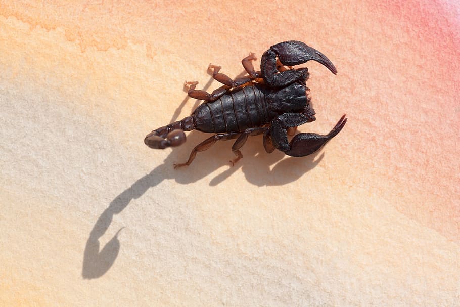 Scorpio, Androctonus Crassicauda, gripper, sting, attack, toxic HD wallpaper