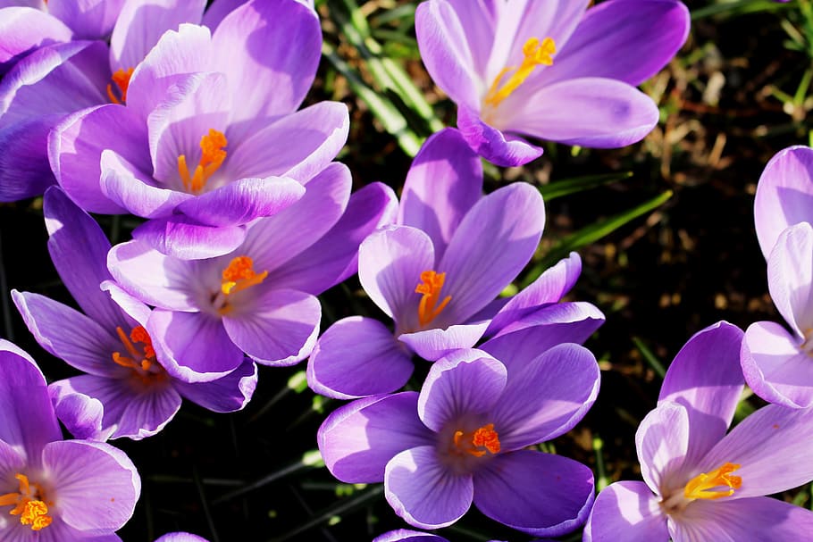 Flowers, Crocus, Purple, Spring, signs of spring, park, petal HD wallpaper