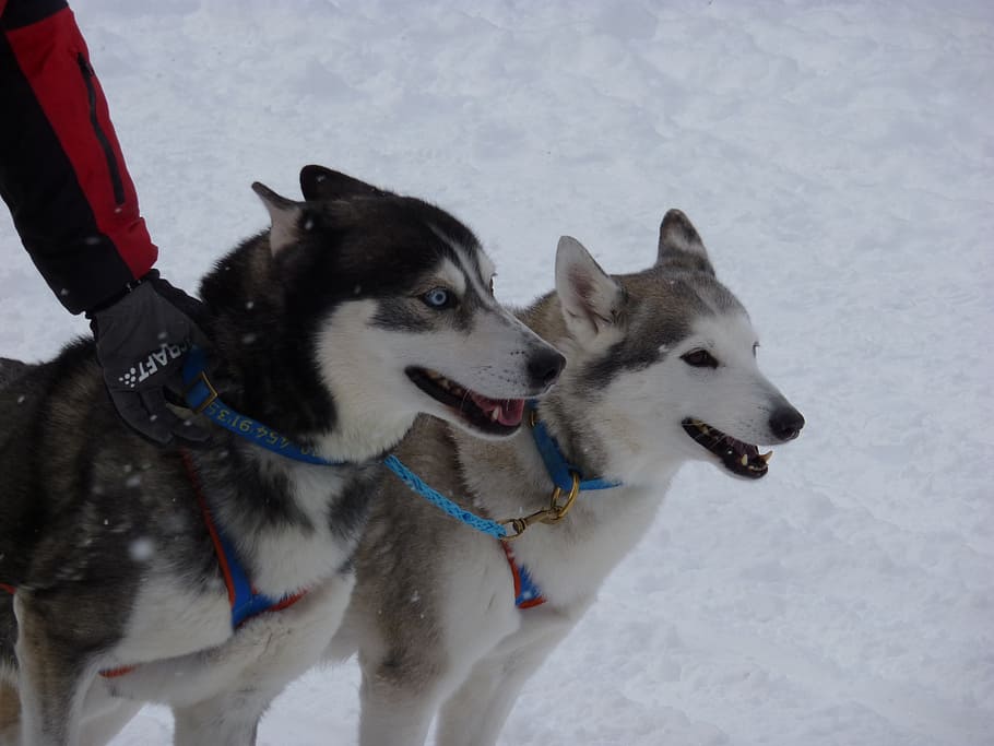 sled dog race, huskies, dogs, dog racing, animal, run, snow, HD wallpaper