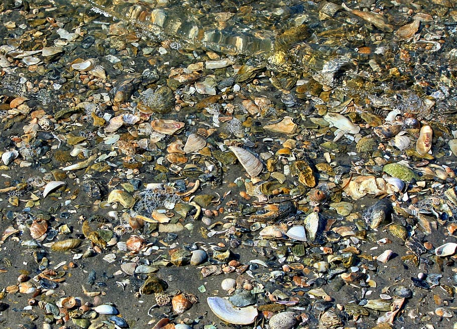 seashells, beach, texture, chesapeake bay, shoreline, low tide HD wallpaper