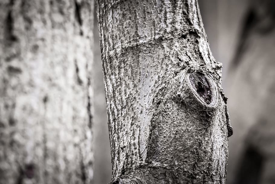 log, knothole, tree, tribe, bark, wood, gnarled, forest, structure HD wallpaper