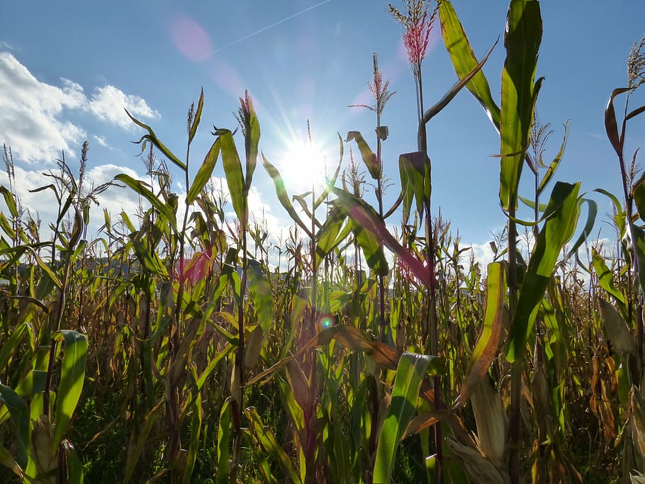 corn, field, cornfield, harvest, food, agriculture, sun, nature HD wallpaper